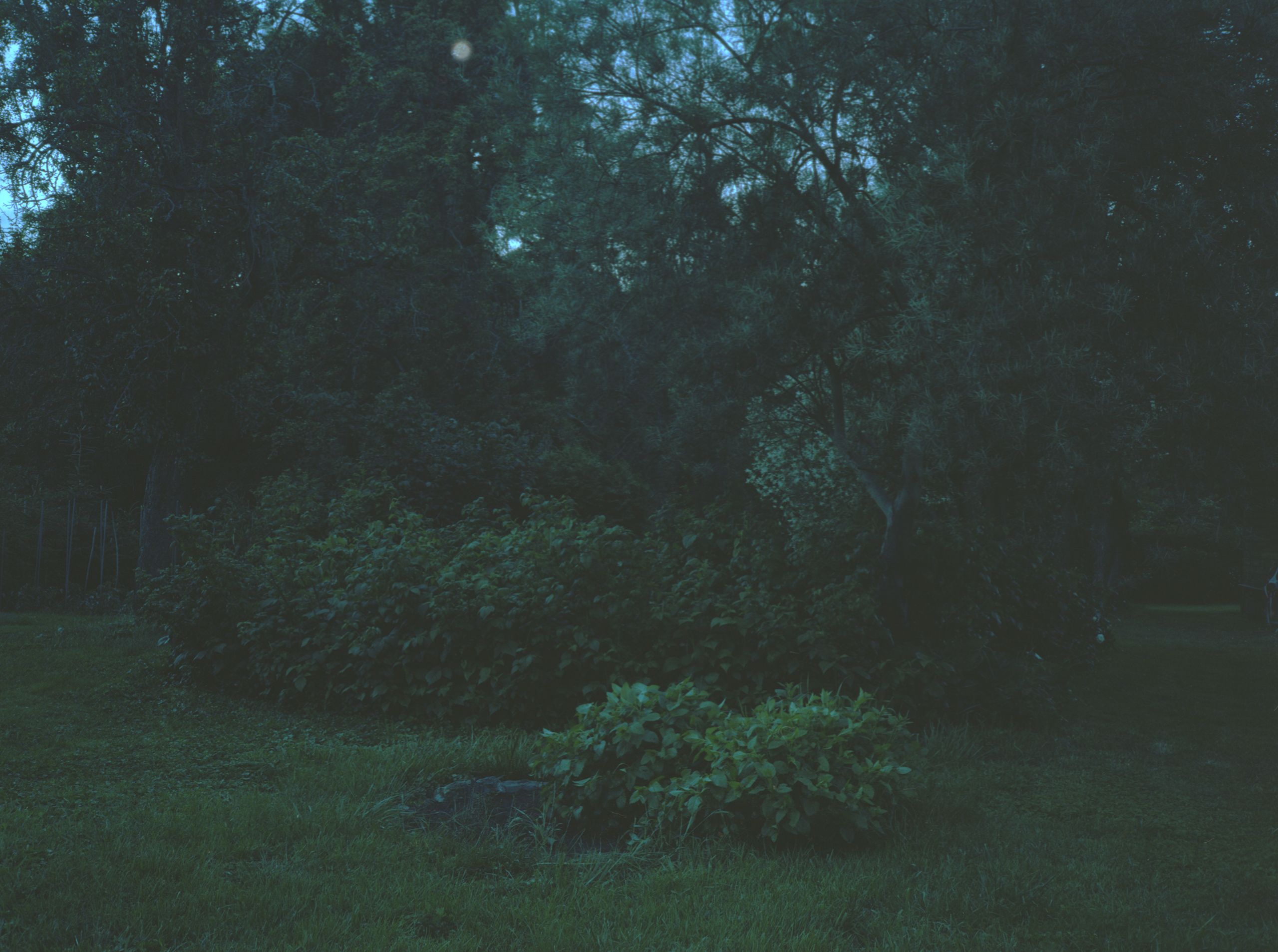 garden June 2016