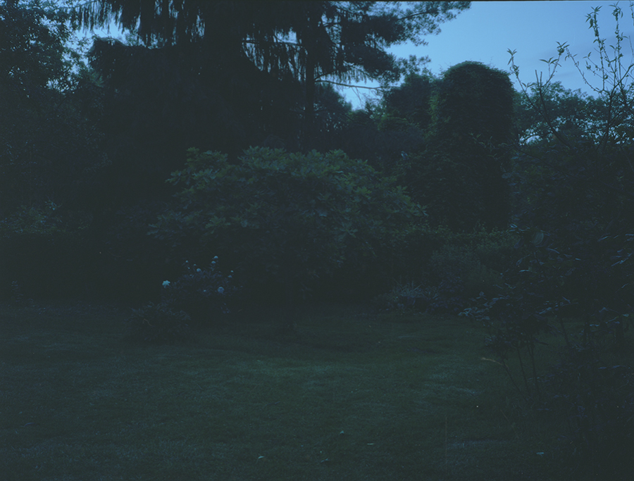 Garden June 2016
