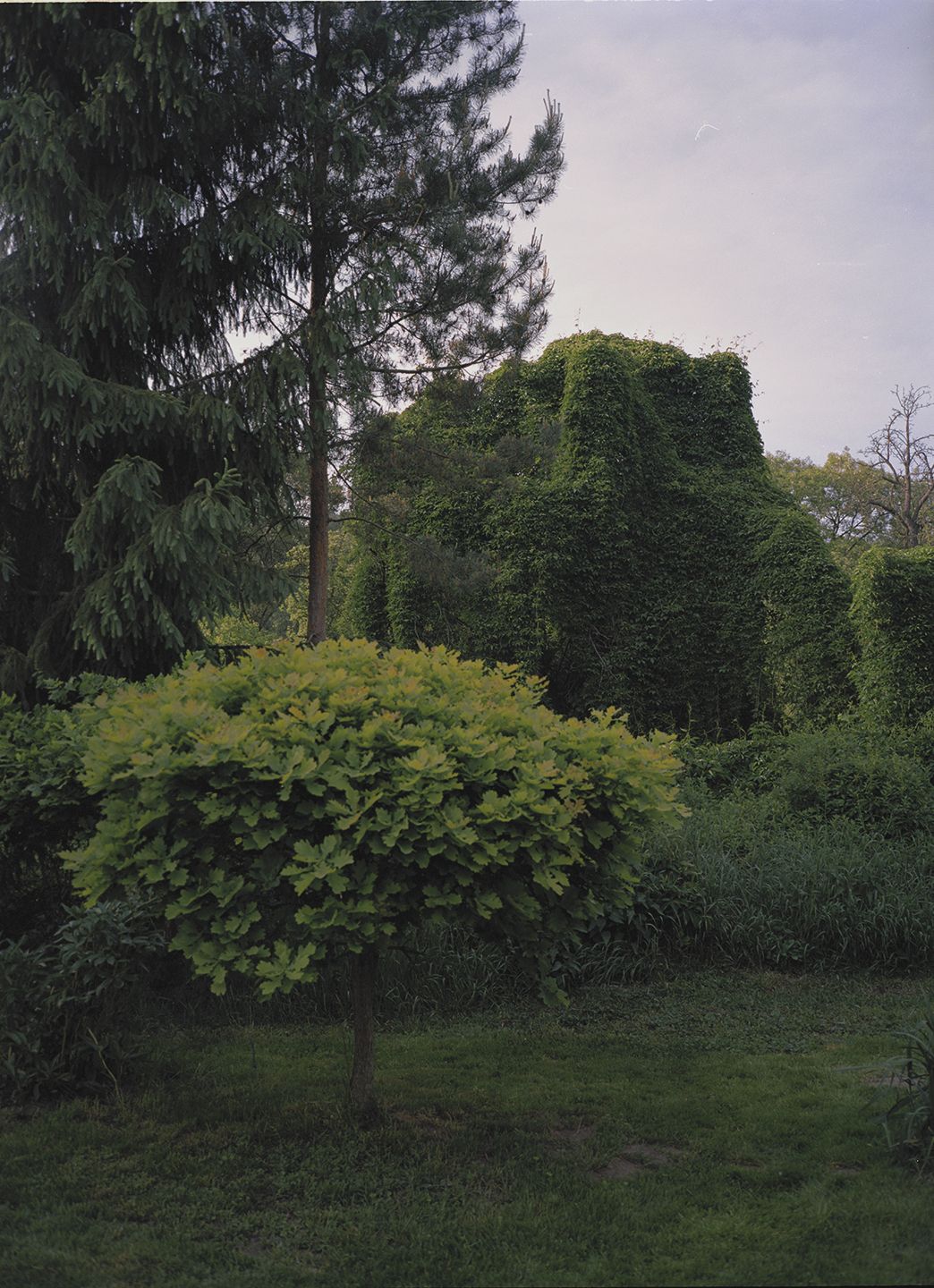 Garden 2011