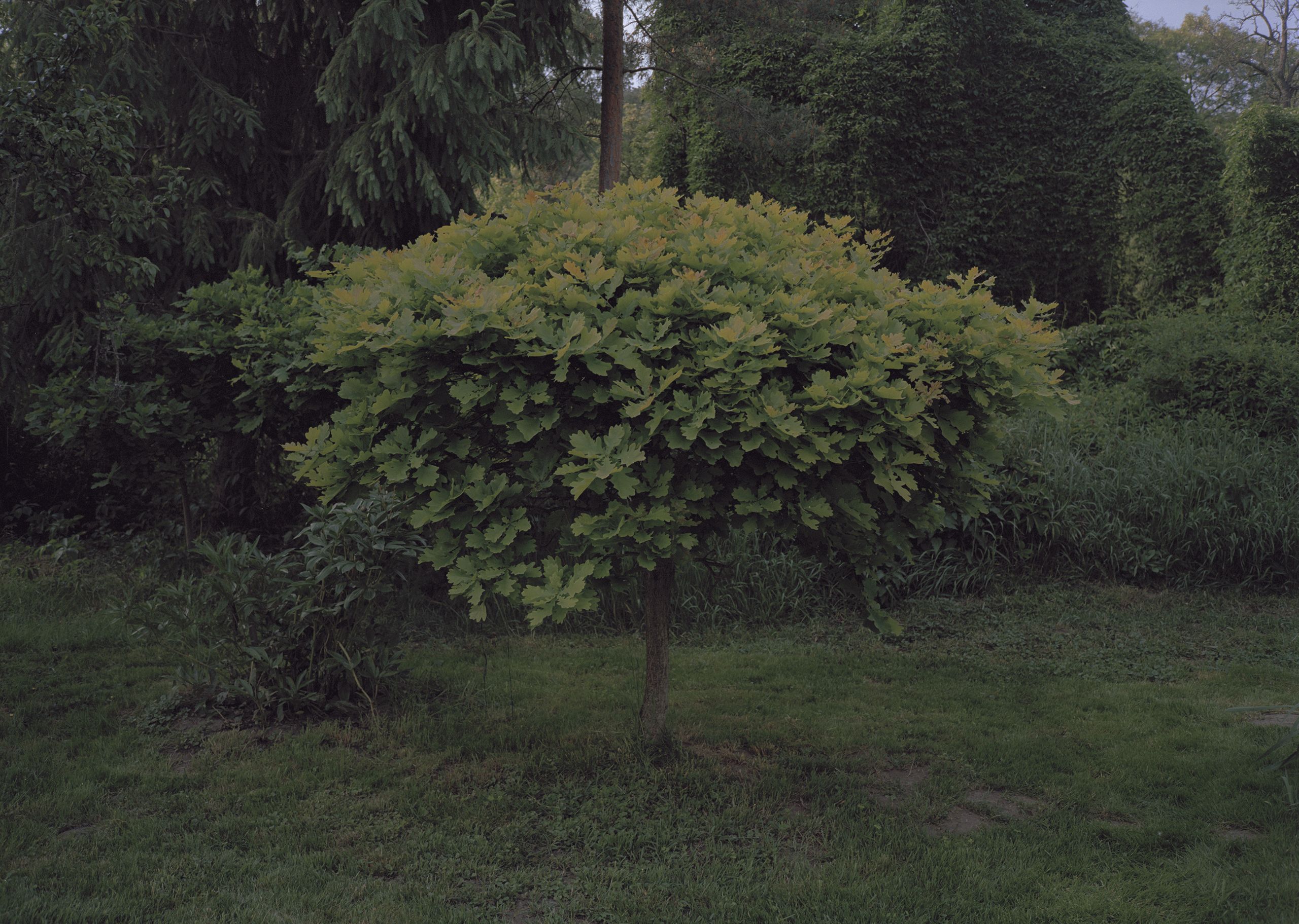 Garden 2011