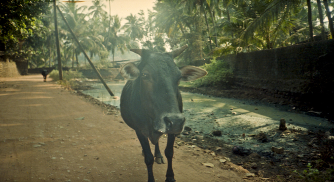 india 2013