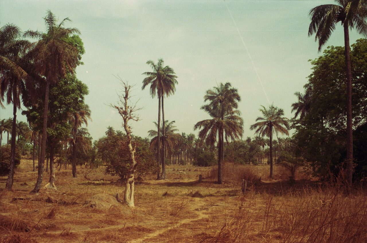 gambia 2011