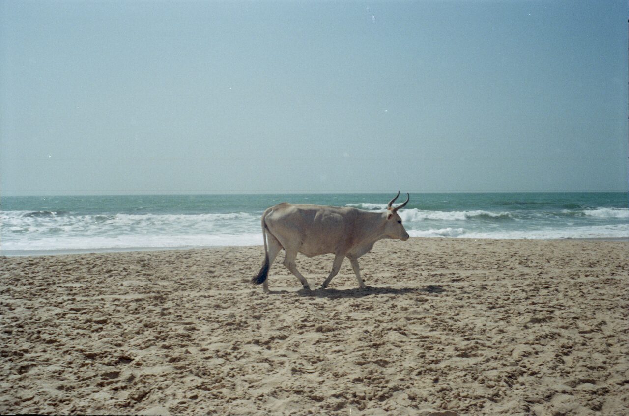 gambia 2011