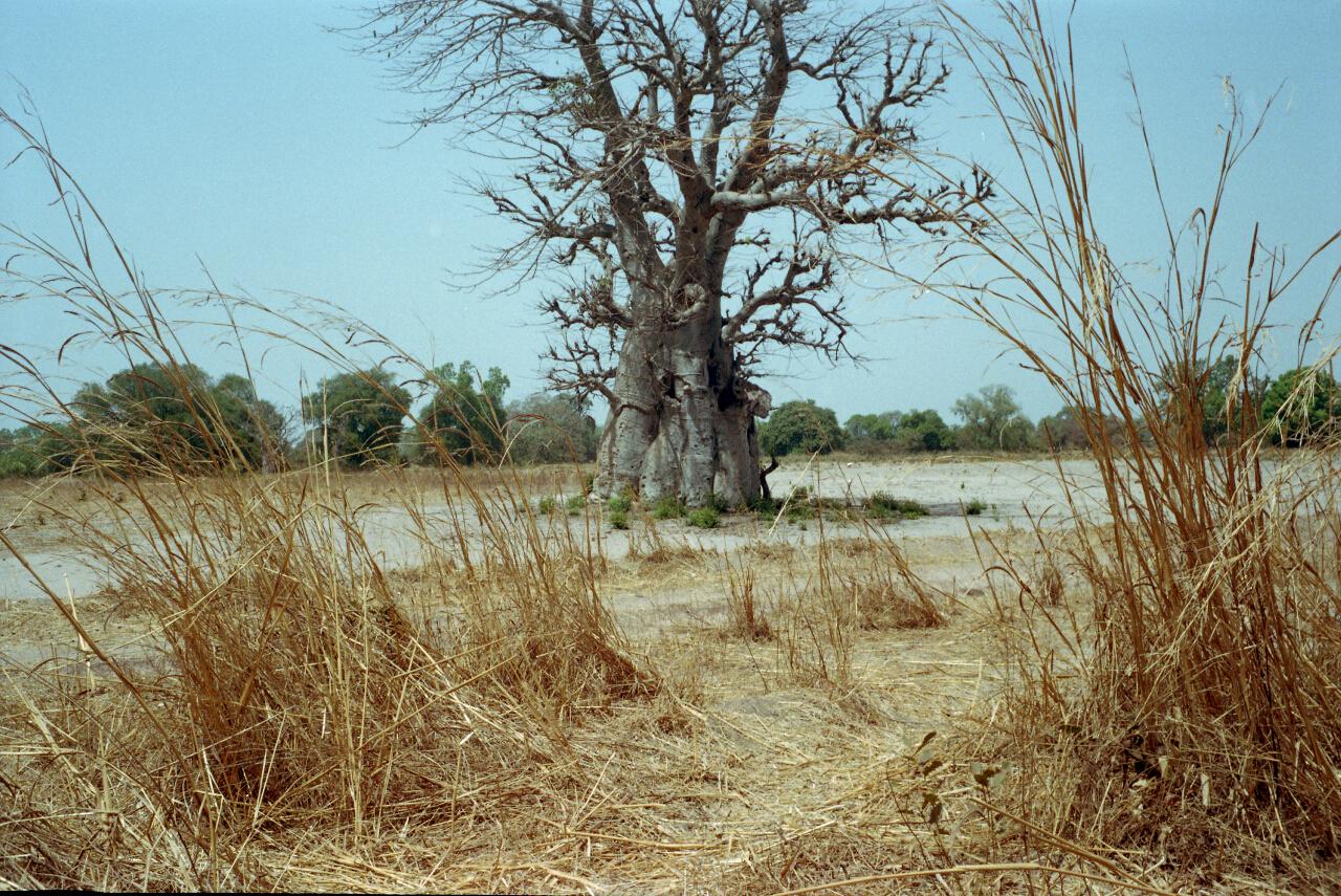 gambia 2011