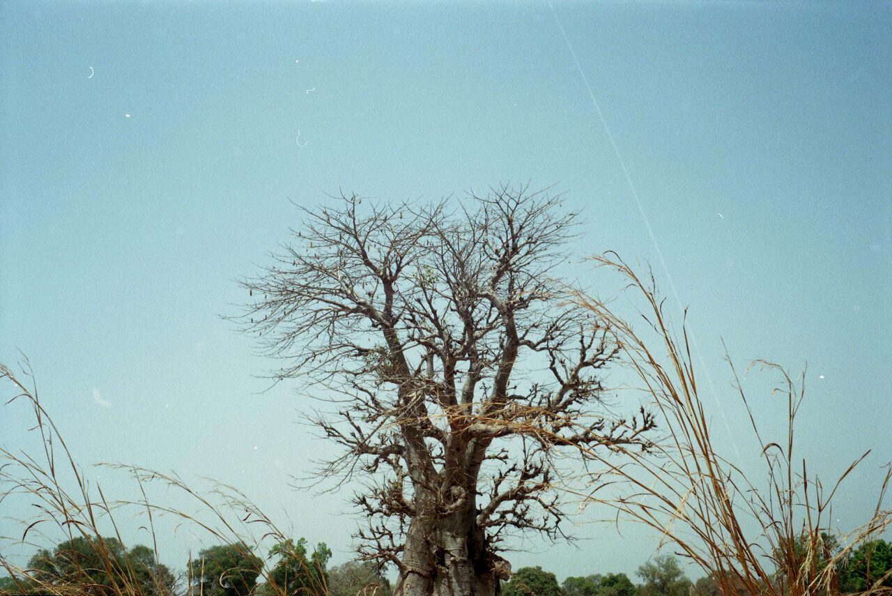 gambia 2011