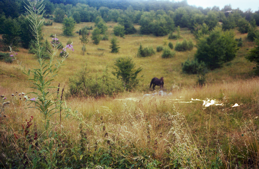 balkan 2009