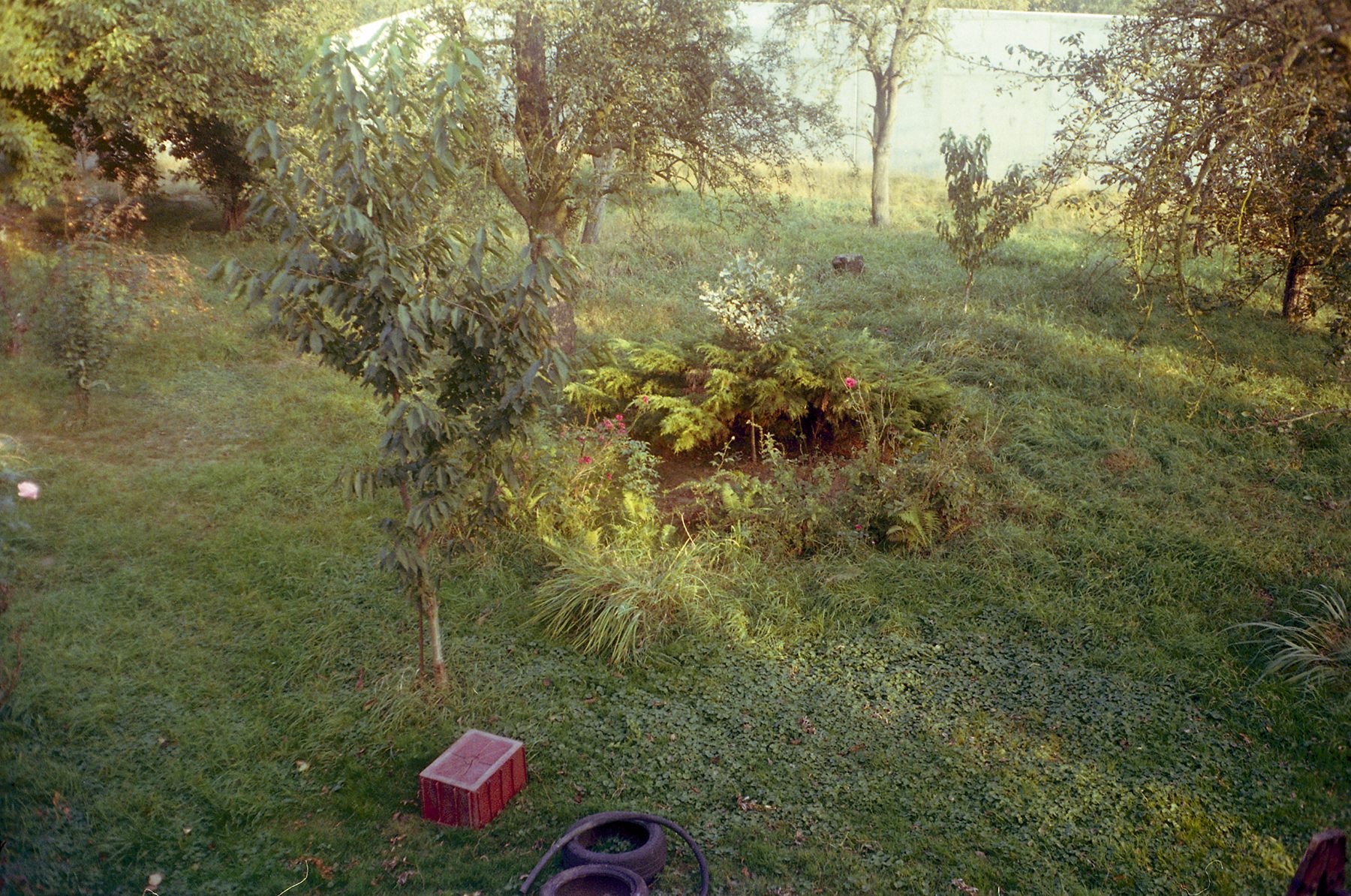 garden 2009