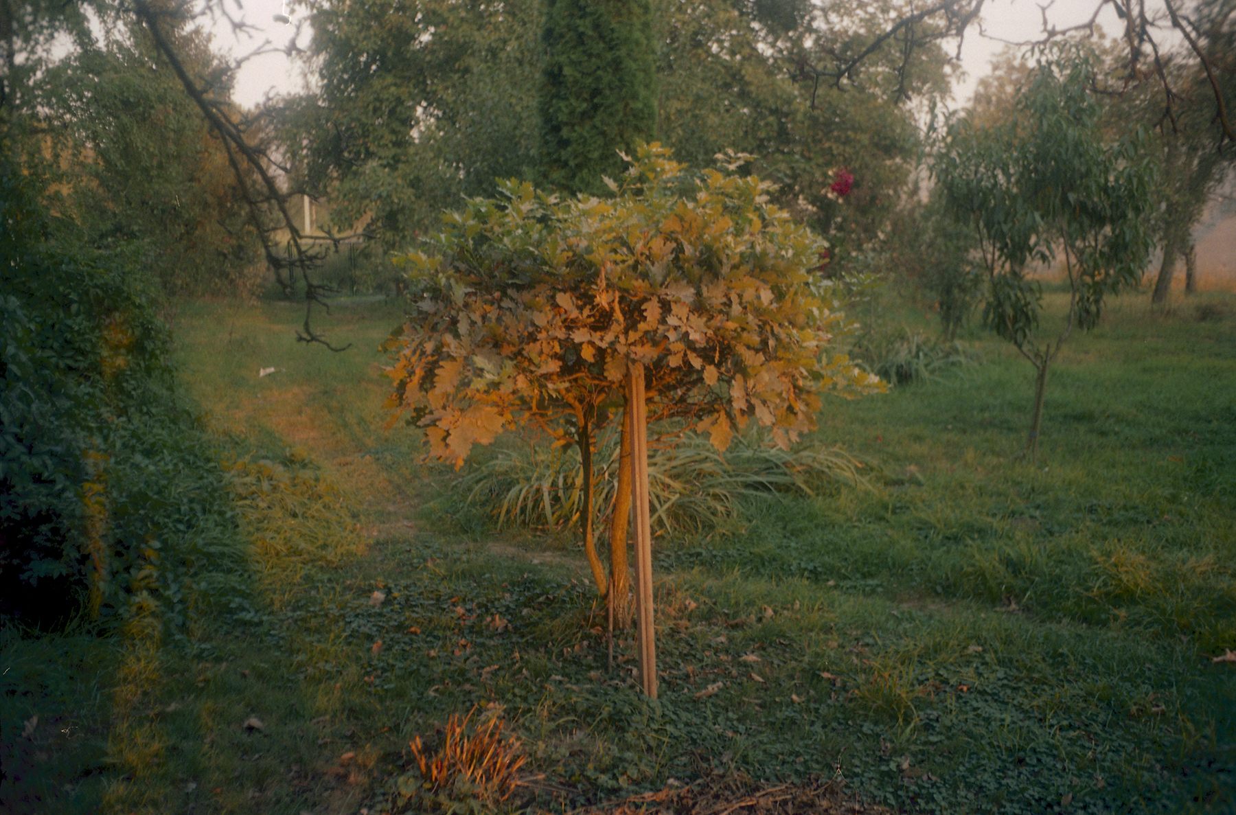 garden 2009