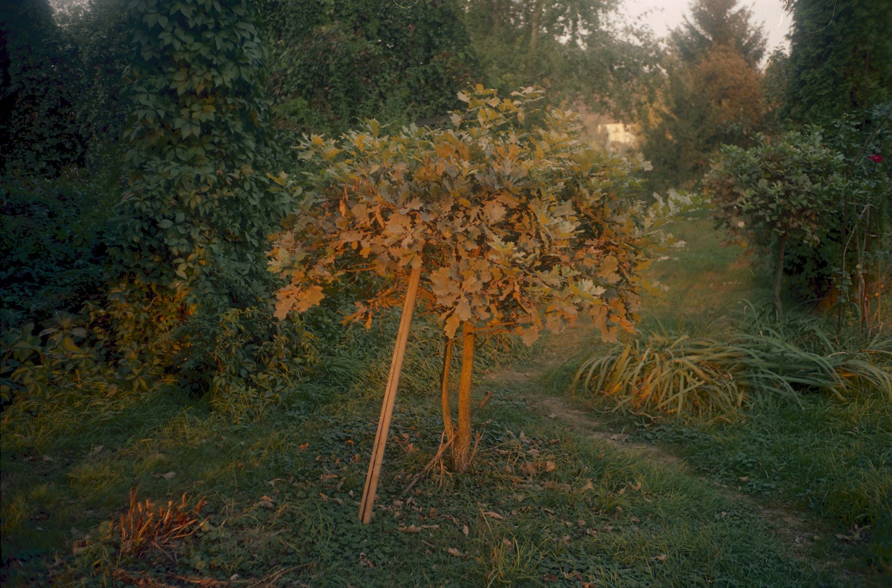 garden 2009